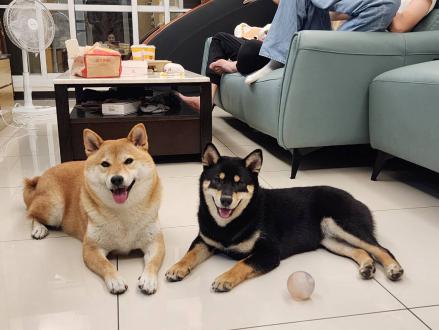 【鐵蛋媽媽】帶著【拉芙，ㄚ啾】來報到囉！