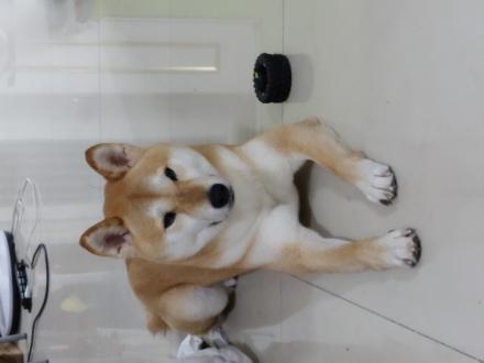 【Chung Wan Yin】帶著【柴寶】來報到囉！