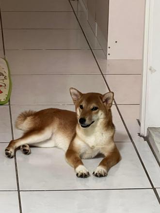 Lily帶著蘇平安來報到囉！