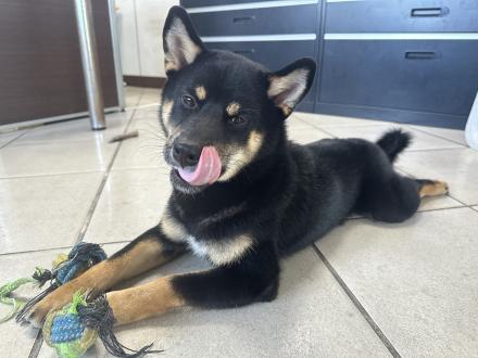 【陳正瘦】帶著【添柴】來報到囉！