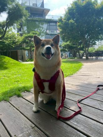 【多比馬麻】帶著【茉莉】來報到囉！