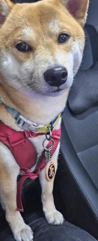 【阿靜】帶著【小哺】來報到囉！