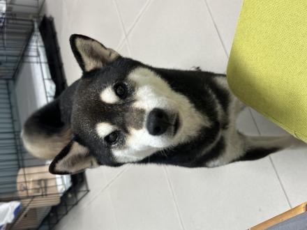 【pandora】帶著【豆乾】來報到囉！