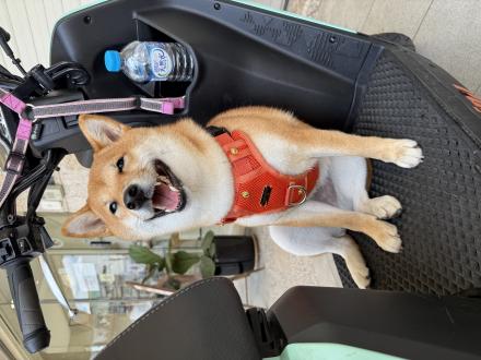 【Wu Pei Chin】帶著【滾滾】來報到囉！