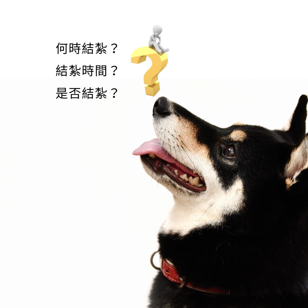 我該何時幫我家柴犬結紮？結紮與不結紮的差別在哪？(柴老大新聞台)