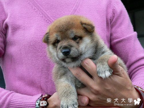 高峰の黑菊號‧諦光號極品幼犬﹕09年10月22日(原發表者:高峰柴犬)(相簿)