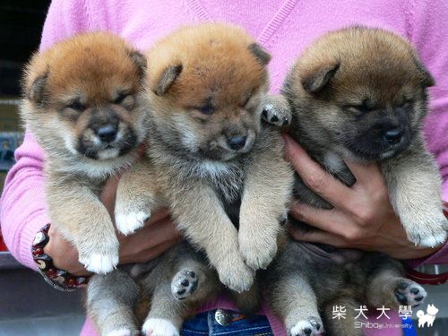 鈴駒號‧吉羊の玉號極品幼犬﹕09年10月25日生(原發表者:高峰柴犬)(相簿)