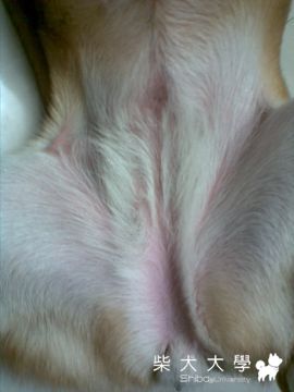 抓抓抓 & 肚子紅紅(原發表者:固寶)(體能訓練)