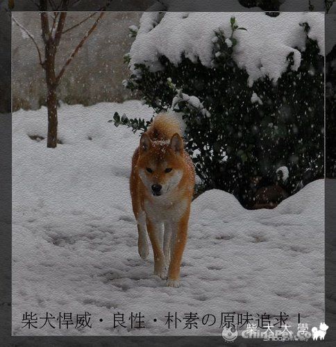 臺灣高峰莊–冠軍級柴犬專門培育犬舍(原發表者:高峰柴犬)(相簿)