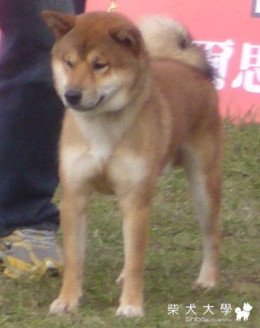 信之犬舍(原發表者:信之犬舍)(綜合討論)