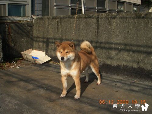 本舍優質雄犬[信之龍將號](原發表者:信之犬舍)(綜合討論)