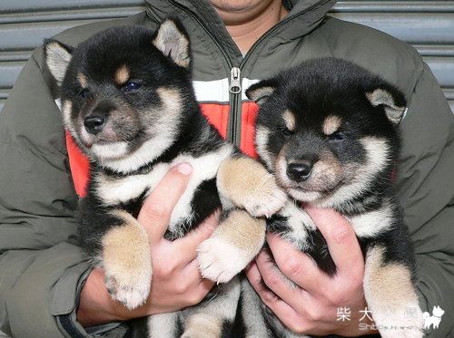 黑色柴犬幼犬（牡）☆☆歡迎犬友預約賞犬結緣☆☆(原發表者:高峰柴犬)(綜合討論)