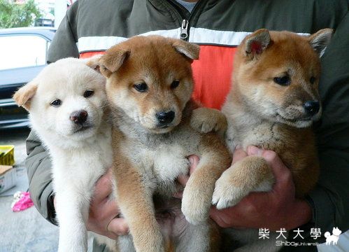 信濃の錦王號幼犬（牡）☆☆歡迎犬友賞犬結緣☆☆(原發表者:高峰柴犬)(綜合討論)
