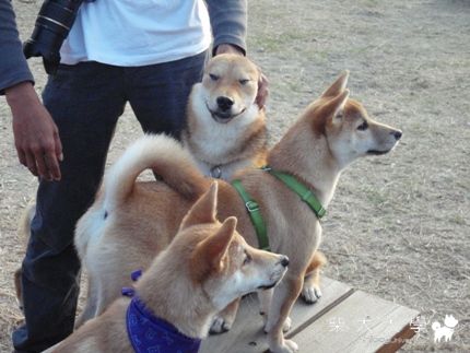 補12/27寵物運動公園相揪(原發表者:小新媽)(相簿)