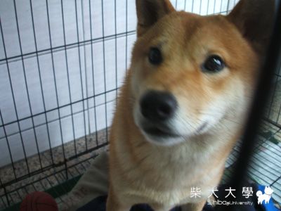 近照(原發表者:小雪姐)(綜合討論)