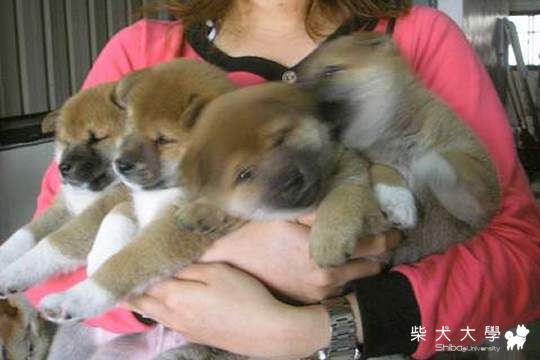 琪琪小孩近況(原發表者:琪琪姊)(相簿)