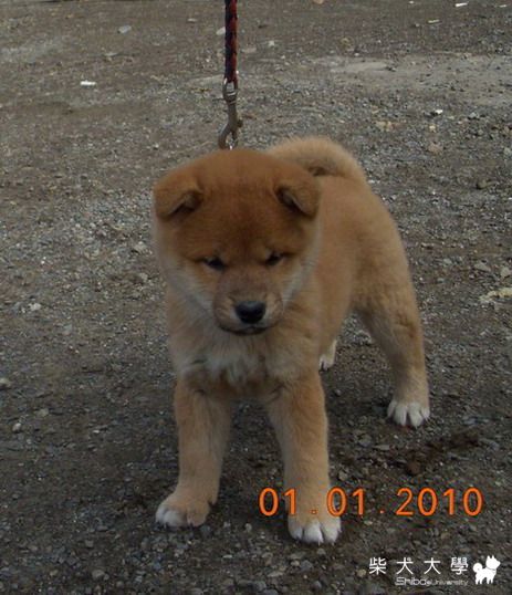 信之龍將後代          [信之帥將號](原發表者:信之犬舍)(綜合討論)