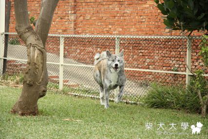 元旦假期之100號牧場(原發表者:Q將拔)(綜合討論)