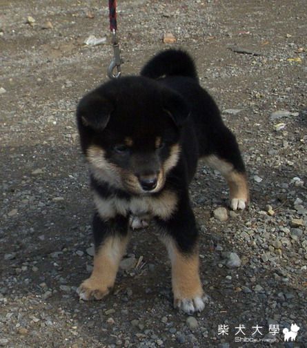 信之黑豔號   優質黑母柴(原發表者:信之犬舍)(綜合討論)