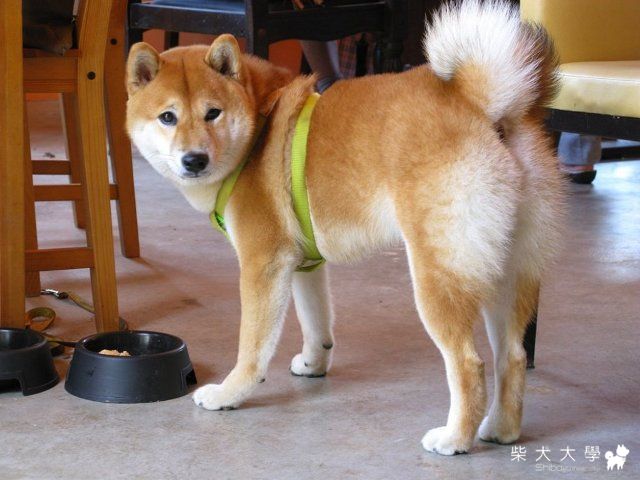 無敵累格懷舊版照片-桃園Dotel之旅98-09-13(原發表者:Bobi麻)(相簿)