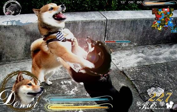 真.柴犬無雙(原發表者:Donut家)(綜合討論)