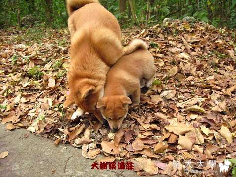 99年第一篇的狗狗日誌(原發表者:unkikicoco)(綜合討論)