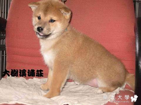 大樹溪埔莊近期作育的幼犬們(原發表者:unkikicoco)(綜合討論)