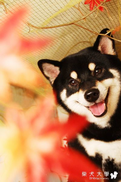 豆堵棚攝(原發表者:豆堵麻)(相簿)