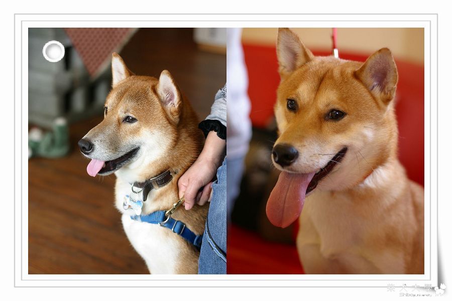 兄弟鬩牆？KUMA+龍龍=元旦相見「彎」...(原發表者:寶貝熊)(相簿)