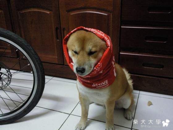 自轉車達狗-集集(原發表者:翁來阿母)(相簿)