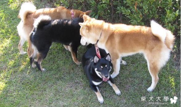 1/10台中寵物公園(小可家)(原發表者:bond15)(相簿)