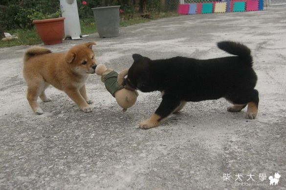 小惡魔一個半月了~(原發表者:黃海苔)(相簿)