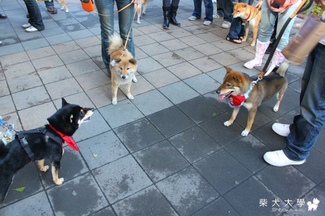 台北寵物嘉年華遊玩(原發表者:娃娃的阿爸)(相簿)