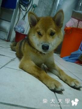 學園祭要到了(原發表者:肯尼麻)(相簿)