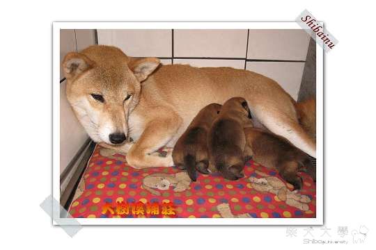 99/01/12狗狗日誌(原發表者:unkikicoco)(相簿)