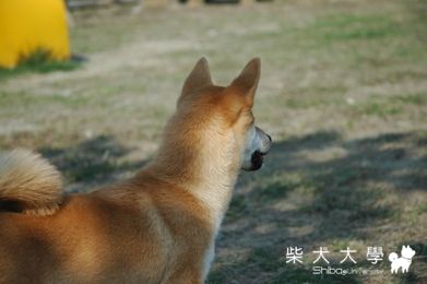 小新 之 我愛一條柴(原發表者:小新媽)(綜合討論)