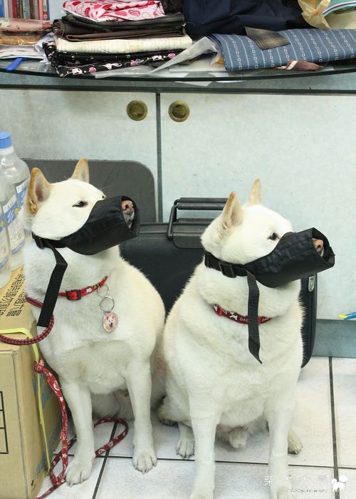 破百家的惡犬狗(原發表者:破百家)(綜合討論)