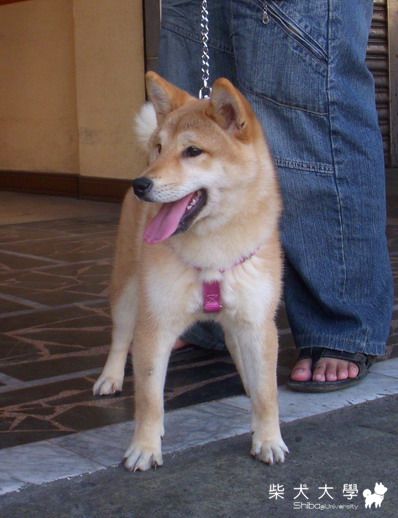 信之福優號(原發表者:信之犬舍)(綜合討論)