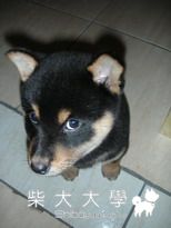 想表達什麼?(原發表者:柴犬把拔)(綜合討論)