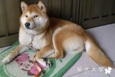 我的小楓相簿(原發表者:小楓媽)(相簿)