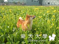油菜花田(原發表者:小雪姐)(綜合討論)