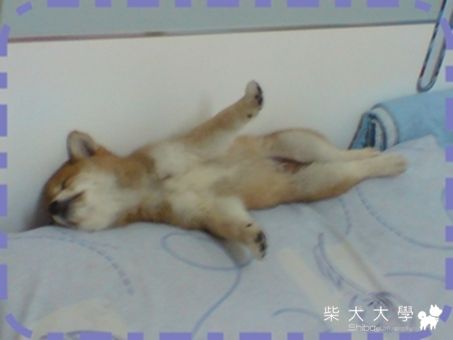 關於大小便與坐下 ...(原發表者:溜溜麻)(綜合討論)