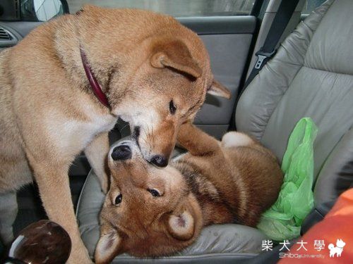 1/23台北體大相"揪"團花絮(原發表者:AMY拔)(相簿)