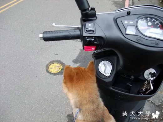 遲緩兒--將將坐機車記....(原發表者:多將拔)(綜合討論)