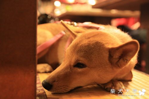 1/24財妹家被放鴿子後的去處(原發表者:財妹拔拔)(綜合討論)