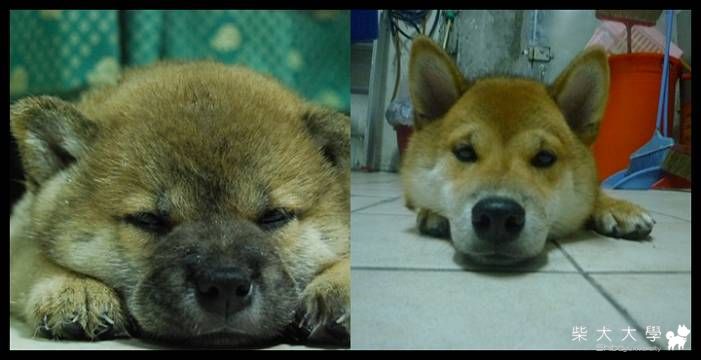 babe是一瞬間(原發表者:肯尼麻)(相簿)