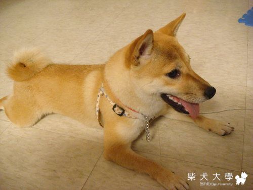 有柴自她方來(原發表者:皮蛋)(綜合討論)
