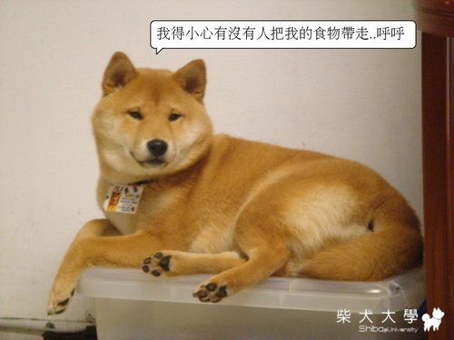 一直霸占飼料的fila(原發表者:皮蛋)(體能訓練)