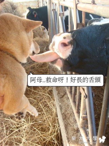與牛牛的第一次親密接觸(原發表者:皮蛋)(綜合討論)
