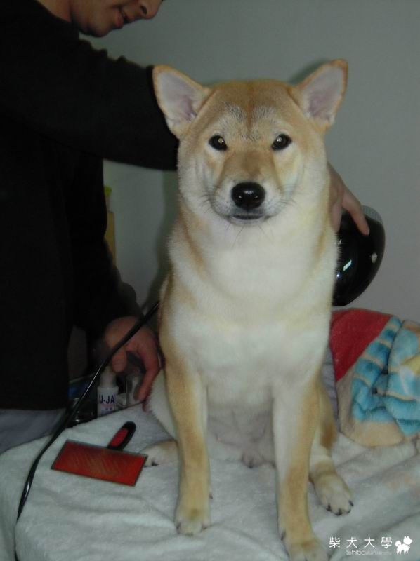 新項圈，氣質加分唷(原發表者:珍珠奶茶家)(相簿)